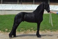 Friesian Horse Horses for sale in North Myrtle Beach, SC, USA. price: NA