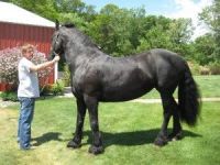 Friesian Horse Horses for sale in California St, San Francisco, CA, USA. price: $2,500