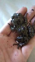 Frog Amphibians for sale in Gilbert, AZ, USA. price: $10