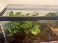 Frog Amphibians for sale in Buckley, WA, USA. price: $125