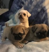 French pug puppies.