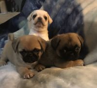 French pug puppies.