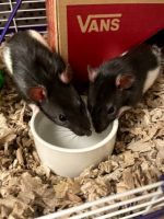 Fulvous-bellied Climbing Rat Rodents for sale in Colorado Springs, CO, USA. price: $250