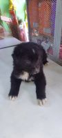 Gaddi Kutta Puppies for sale in 72, Sector Rd, Amarpali Silicon City, Sector 76, Noida, Uttar Pradesh, India. price: 4000 INR