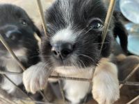 Gaddi Kutta Puppies Photos