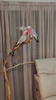 Galah Cockatoo Birds Photos