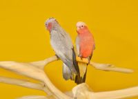 Galah Cockatoo Birds for sale in Blue River, Wisconsin. price: $700