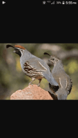Gambel's Quail Birds for sale in Willowbrook, IL, USA. price: $45