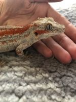 Gargoyle Gecko Reptiles for sale in Broomfield, CO, USA. price: $300