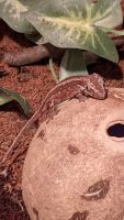 Gargoyle Gecko Reptiles for sale in Omaha, NE, USA. price: $300