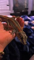 Gargoyle Gecko Reptiles for sale in Tooele, UT 84074, USA. price: $300