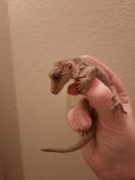 Gargoyle Gecko Reptiles for sale in Payson, AZ 85541, USA. price: $450