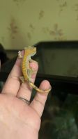 Gecko Reptiles Photos
