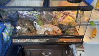 Gecko Reptiles for sale in Oxnard, California. price: $100