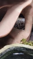 Gecko Reptiles Photos