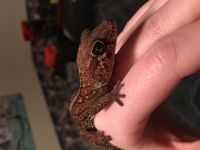 Gecko Reptiles for sale in Sartell, MN, USA. price: $50