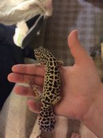Gecko Reptiles for sale in Appleton, WI, USA. price: $75