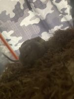 Gerbil Mouse Rodents for sale in 5501 S Kedzie Ave, Chicago, IL 60629, USA. price: $70