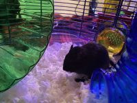 Gerbil Mouse Rodents for sale in Brownstown Charter Twp, MI, USA. price: NA