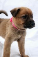 German Coolie Puppies for sale in Delhi, California. price: $500