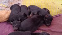 German Longhaired Pointer Puppies for sale in Jaunpur, Uttar Pradesh, India. price: 15,000 INR