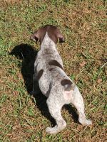 German Longhaired Pointer Puppies Photos