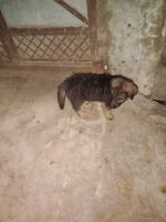 German Longhaired Pointer Puppies for sale in Jafarnagar-Begamabad, Uttar Pradesh 250221, India. price: 6,000 INR
