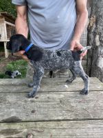 German Longhaired Pointer Puppies Photos