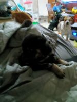 German Pinscher Puppies for sale in Sedalia, MO 65301, USA. price: $100