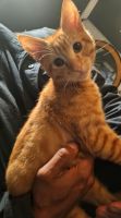 German Rex Cats for sale in South Whittier, California. price: $500