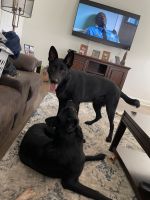German Shepherd Puppies for sale in Huntsville, AL, USA. price: $3,500
