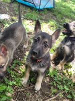 German Shepherd Puppies