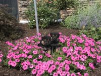 German Shepherd Puppies for sale in Millersburg, PA 17061, USA. price: $800
