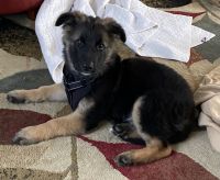 German Shepherd Puppies for sale in Millsboro, DE 19966, USA. price: $900