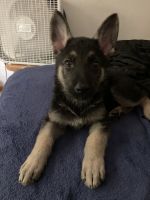 German Shepherd Puppies for sale in South St Paul, MN 55075, USA. price: $2,000
