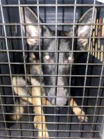 German Shepherd Puppies for sale in Moorhead, MN, USA. price: $100