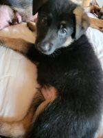 German Shepherd Puppies for sale in Mt Pleasant, MI 48858, USA. price: $1
