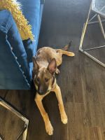 German Shepherd Puppies for sale in Sandy Springs, GA, USA. price: $600