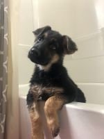 German Shepherd Puppies for sale in Columbus, OH, USA. price: $950