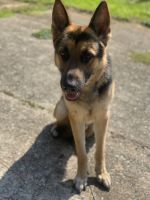 German Shepherd Puppies for sale in 2829 Bonnybrook Dr SW, Atlanta, GA 30311, USA. price: $250