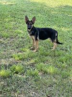 German Shepherd Puppies for sale in Guntersville, AL, USA. price: $400
