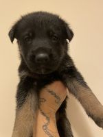 German Shepherd Puppies for sale in Atlanta, GA, USA. price: $800