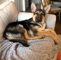 German Shepherd Puppies for sale in Ridgefield, CT 06877, USA. price: $3,000