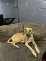 German Shepherd Puppies for sale in Detroit, MI, USA. price: $550