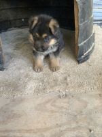 German Shepherd Puppies for sale in Lilburn, GA 30047, USA. price: $900
