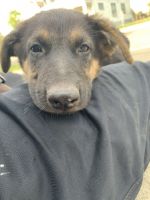 German Shepherd Puppies for sale in Hamtramck, MI, USA. price: $800
