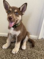 German Shepherd Puppies for sale in Glendale, AZ 85302, USA. price: $500