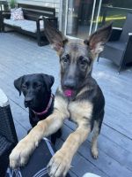 German Shepherd Puppies for sale in Effort, PA 18353, USA. price: $500