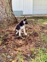 German Shepherd Puppies for sale in Portsmouth, VA 23707, USA. price: $1,200