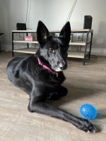 German Shepherd Puppies for sale in Phoenix, AZ, USA. price: NA